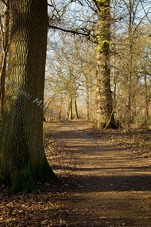 Thorpe Wood_030211_06