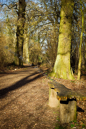 Thorpe Wood_030211_02