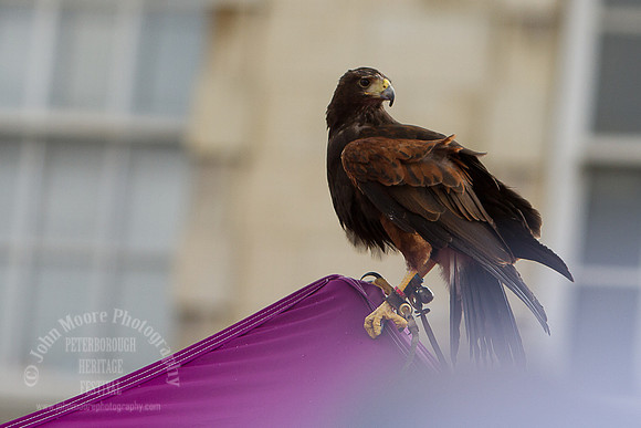 Heritage_Fest_2012-261