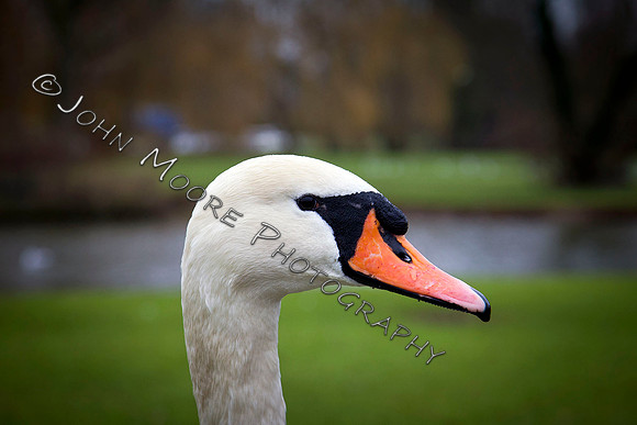 St_Neots_JM_230111_04