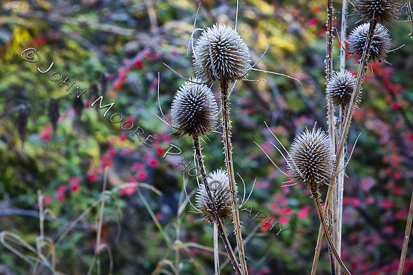 A91C9817-Edit