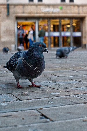 IMG_4627-Edit