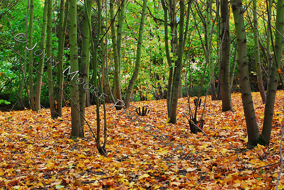 DSC_0137.JPG