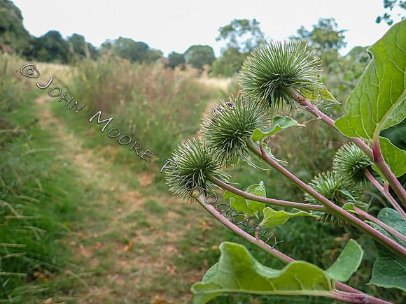 P7240033-2