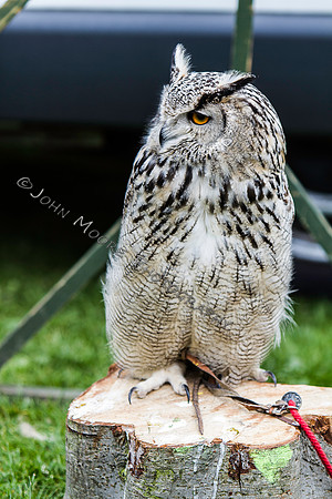 Yaxley Festival