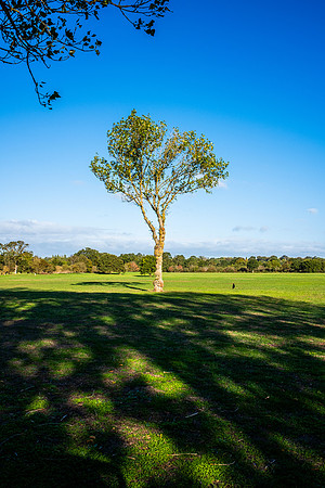 DSCF6001