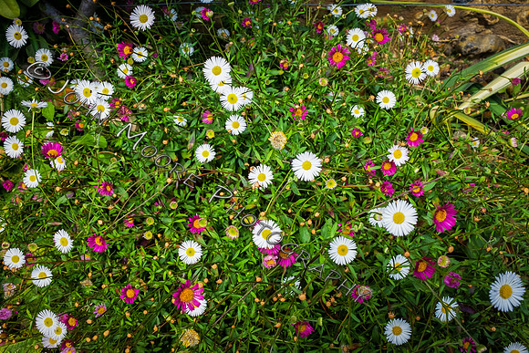 DSCF0337-Edit