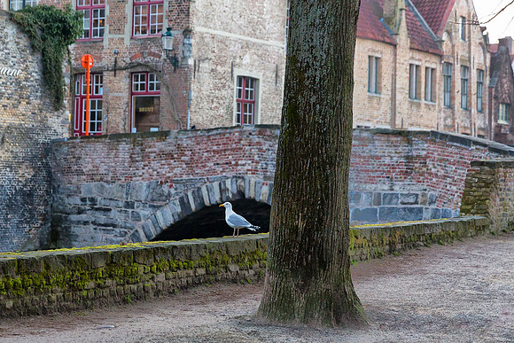 _MG_5636-Edit
