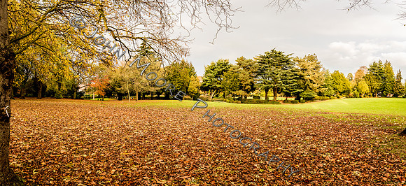 IMG_3538-Pano