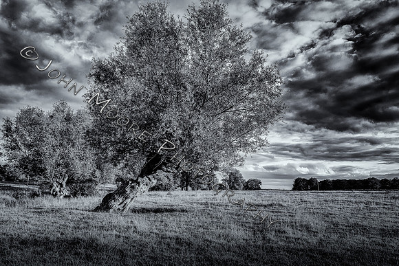 _MG_0736-Edit
