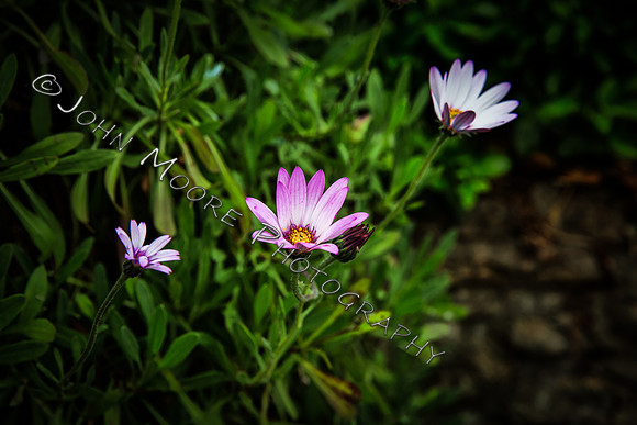 _MG_8970-Edit