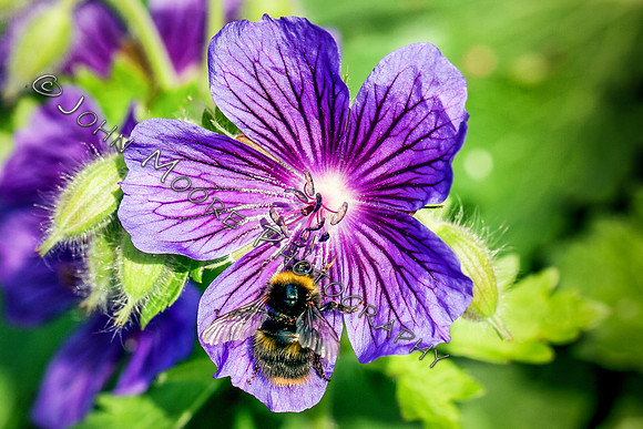 _MG_0685-Edit