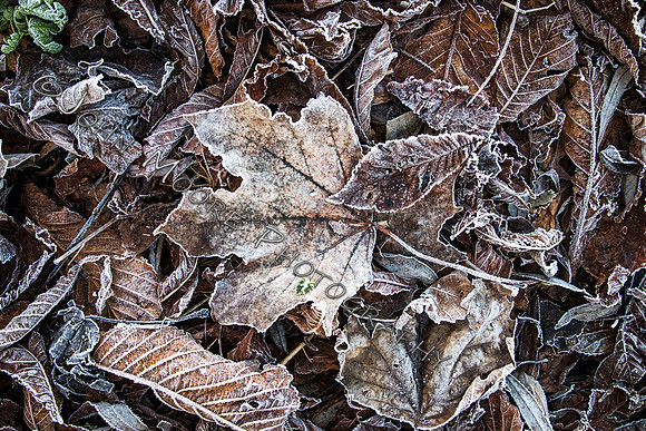 IMG_6884