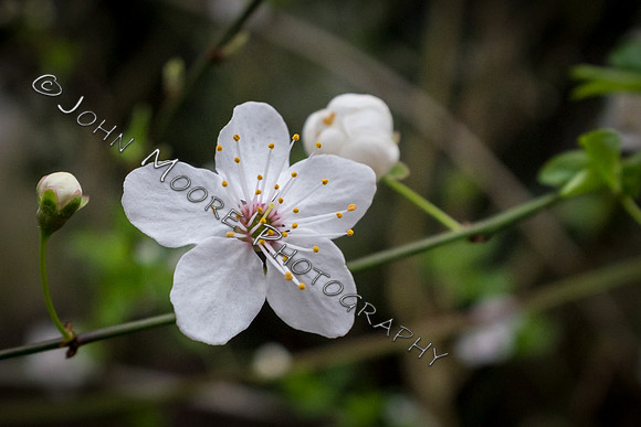 DSCF3697