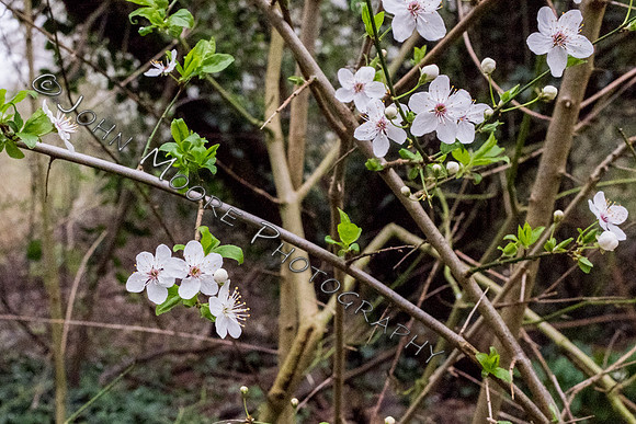 DSCF3702