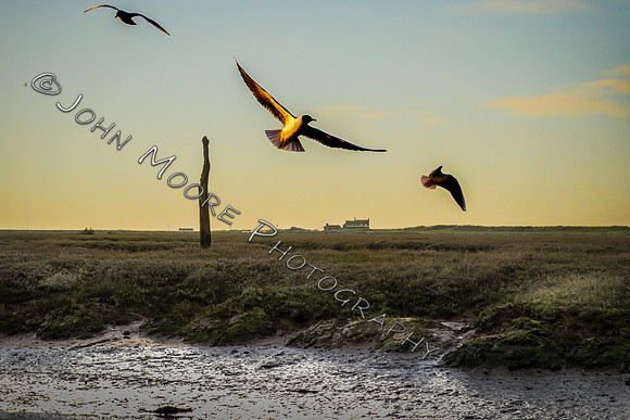 IMG_1417-Edit