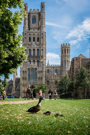 DSCF5917