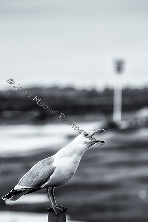 IMG_3094-Edit-Edit