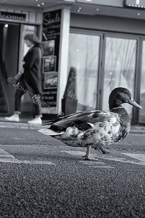 IMG_6375-Edit