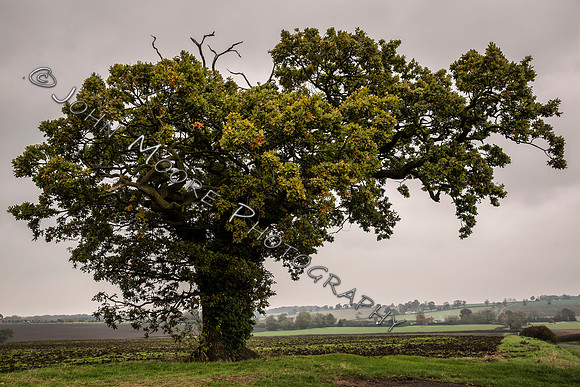 _MG_7316-Edit