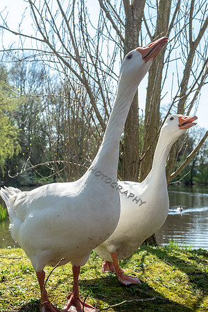 DSCF8468