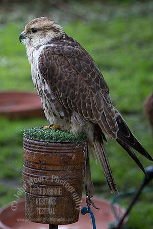 Heritage_Fest_2012-27