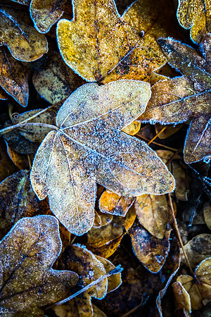 IMG_9894-Edit