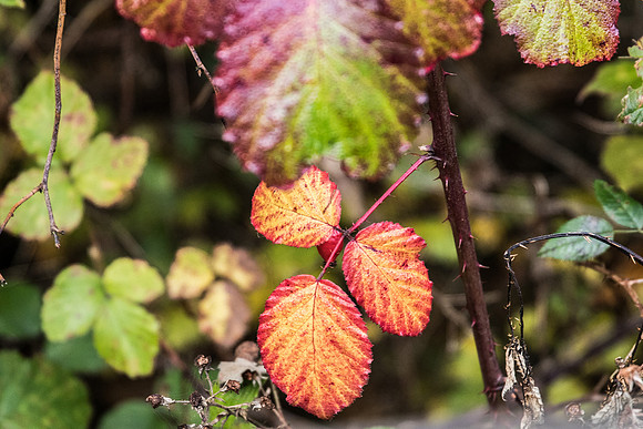 IMG_1342