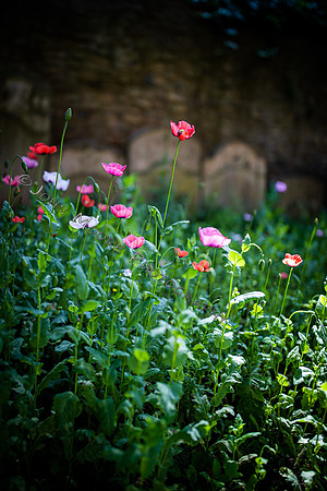 BP5A5242