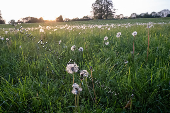 DSCF0212