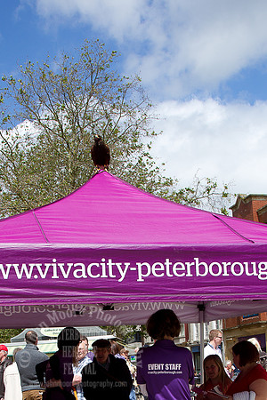 Heritage_Fest_2012-273