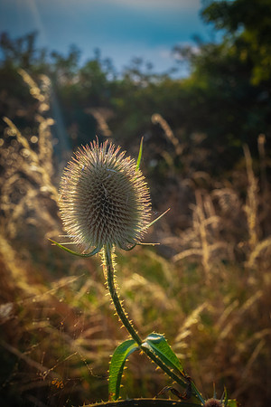 DSCF6060-Edit