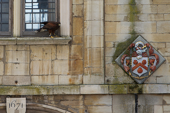 Heritage_Fest_2012-268