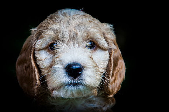 Poppy,  puppies & family023