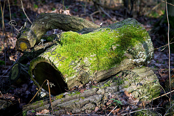 Thorpe Wood_030211_03