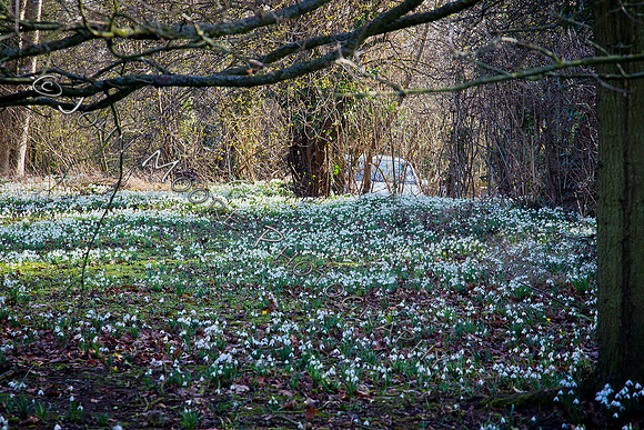 Snowdrops in Sutton 2