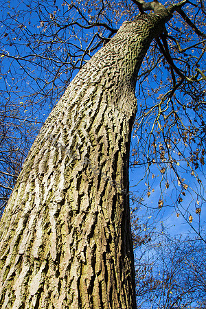 Thorpe Wood_030211_07